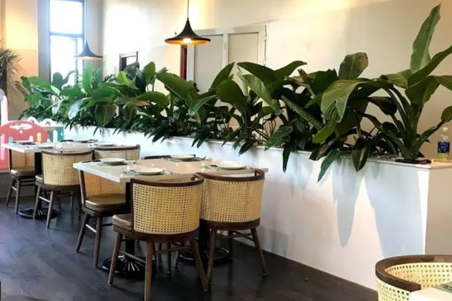 Một chậu đại phú gia giúp không gian thêm tươi mát và nổi bật hơn.