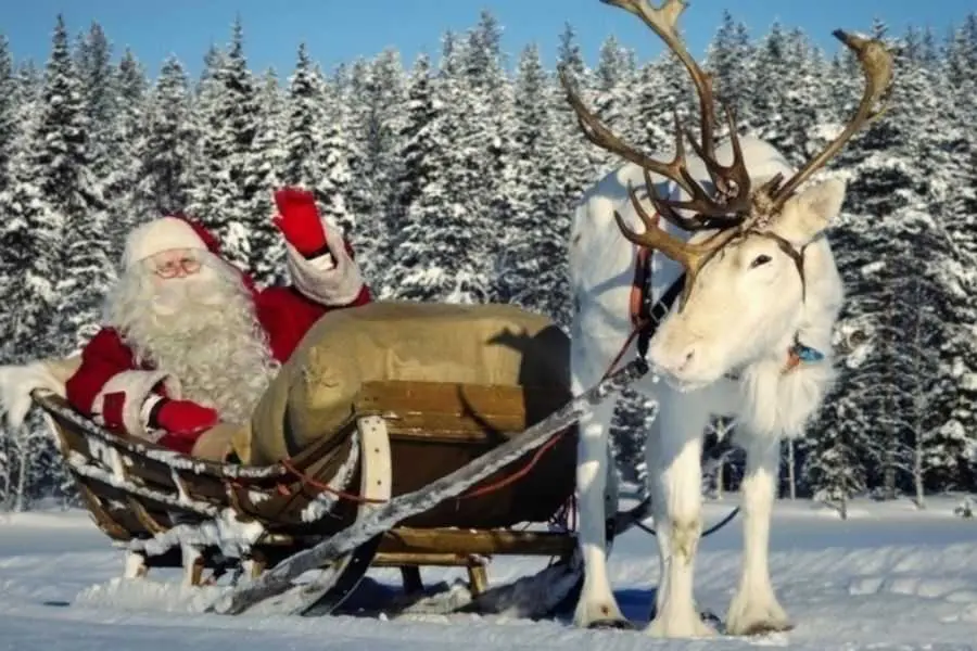 Con tuần lộc của Ông già Noel chịu lạnh cực giỏi.