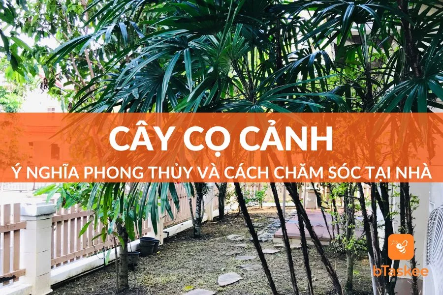 Cây Cọ Cảnh: Ý Nghĩa Phong Thủy Và Cách Chăm Sóc