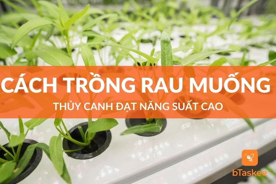 Cách Trồng Rau Muống Thủy Canh Đạt Năng Suất Cao