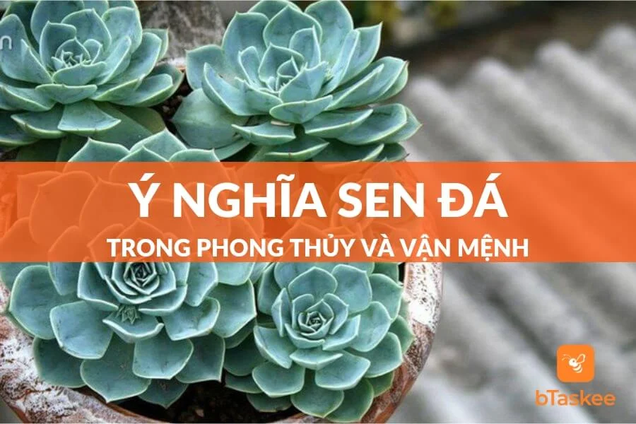 Tất Tần Tật Về Ý Nghĩa Của Sen Đá, Bạn Đã Biết?
