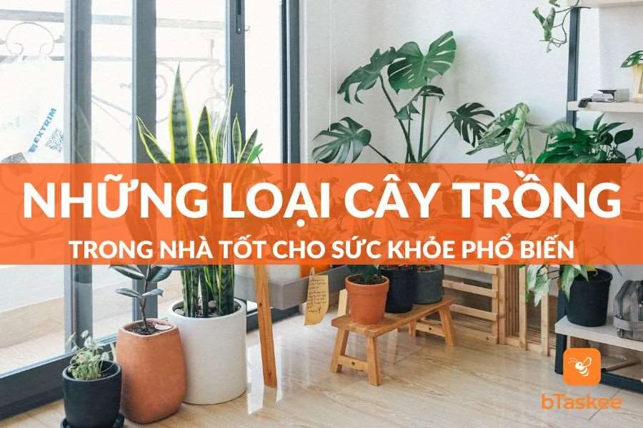 Top 25 Những Loại Cây Trồng Trong Nhà Tốt Cho Sức Khỏe