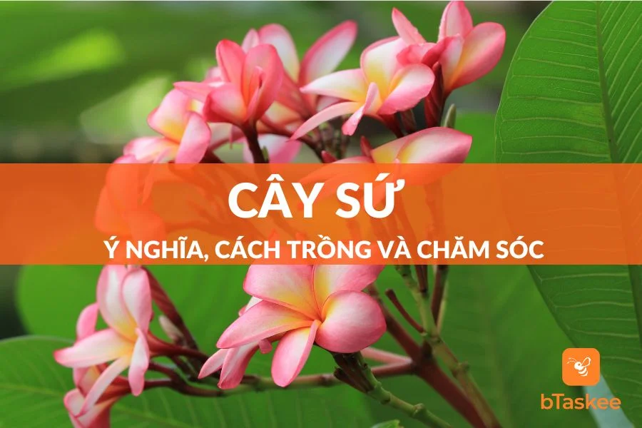 Cây Sứ: Ý Nghĩa - Cách Trồng Và Chăm Sóc Ra Sao?