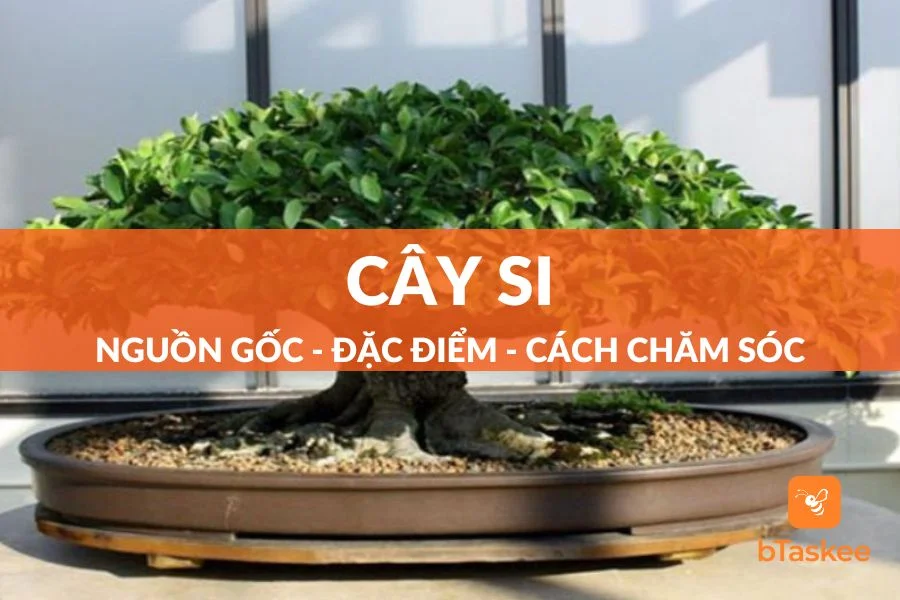Cây Si: Nguồn Gốc - Đặc Điểm Và Cách Chăm Sóc