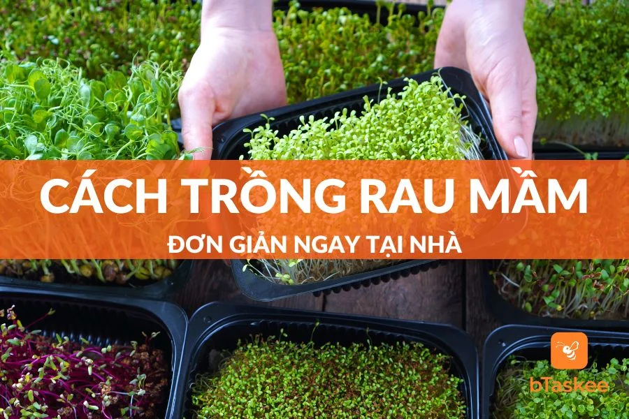 Tổng Hợp 4+ Cách Trồng Rau Mầm Cực Kỳ Đơn Giản Thu Hoạch Trong 5 Ngày