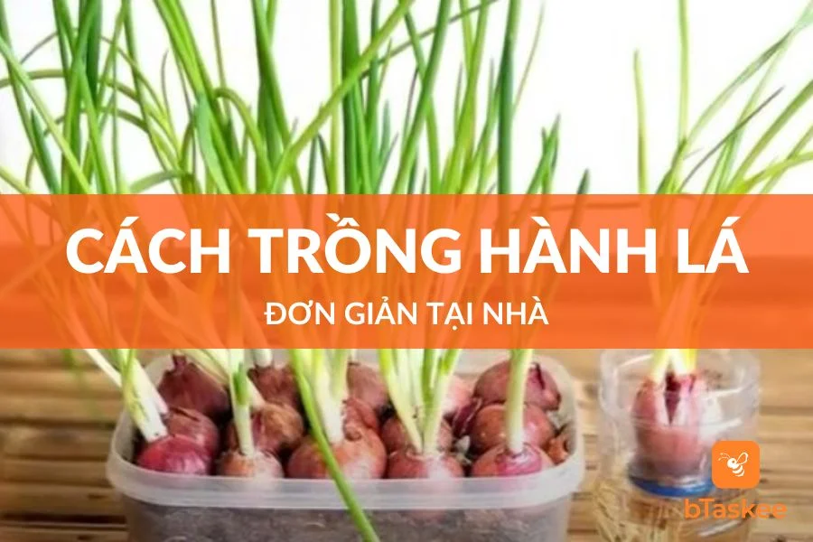 Cách Trồng Hành Lá Siêu Đơn Giản Tại Nhà
