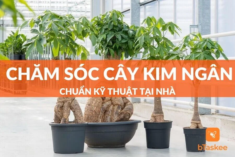 Tất Tần Tật Về Cách Chăm Sóc Cây Kim Ngân Tại Nhà