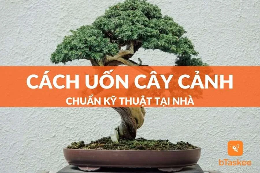 Hướng Dẫn Cách Uốn Cây Cảnh Chuẩn Kỹ Thuật Tại Nhà