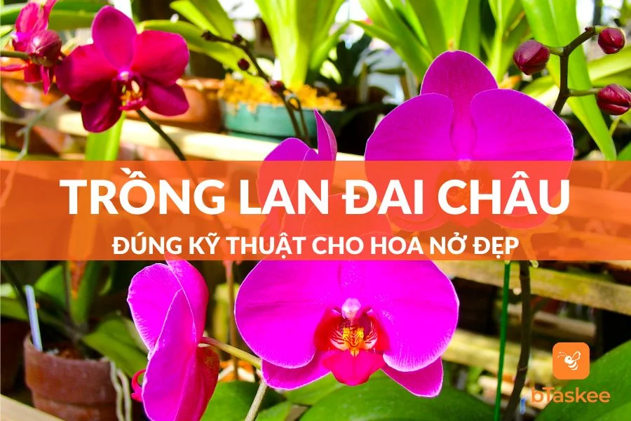 Cách Trồng Lan Đai Châu Đúng Kỹ Thuật Cho Hoa Nở Đẹp
