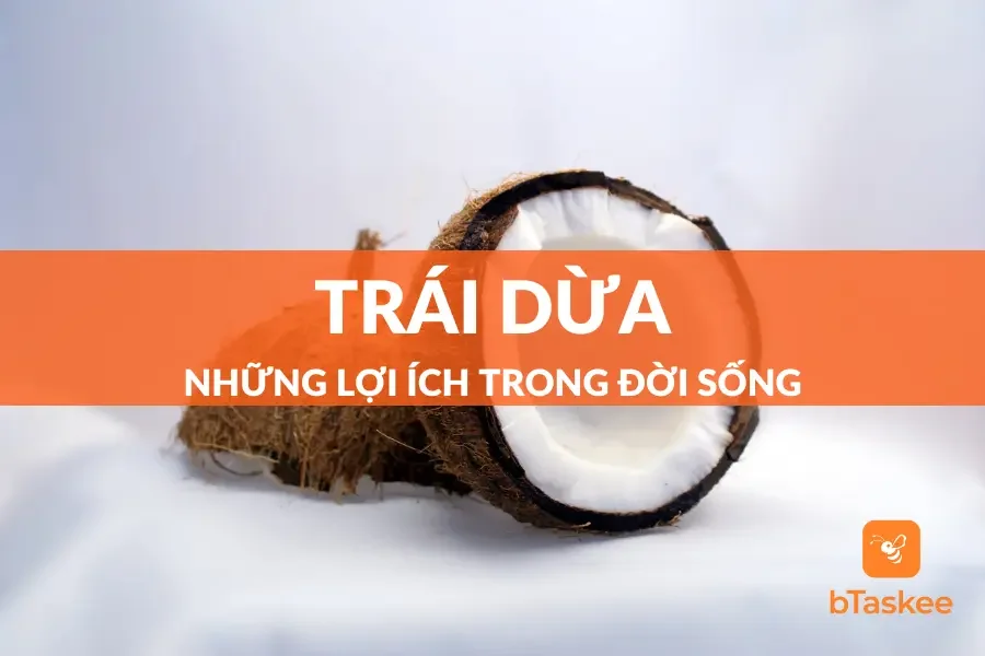 Trái Dừa Và Những Lợi Ích Trong Đời Sống