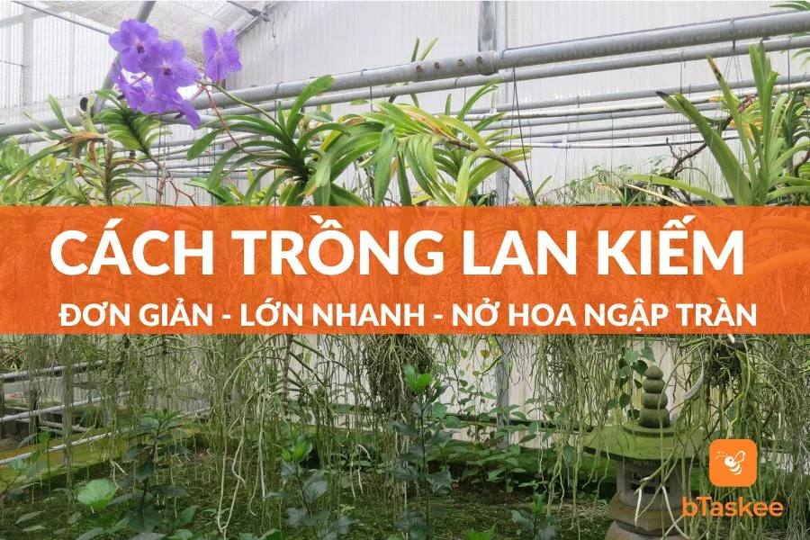 Cách Trồng Lan Kiếm Nở Hoa Rực Rỡ Không Phải Ai Cũng Biết