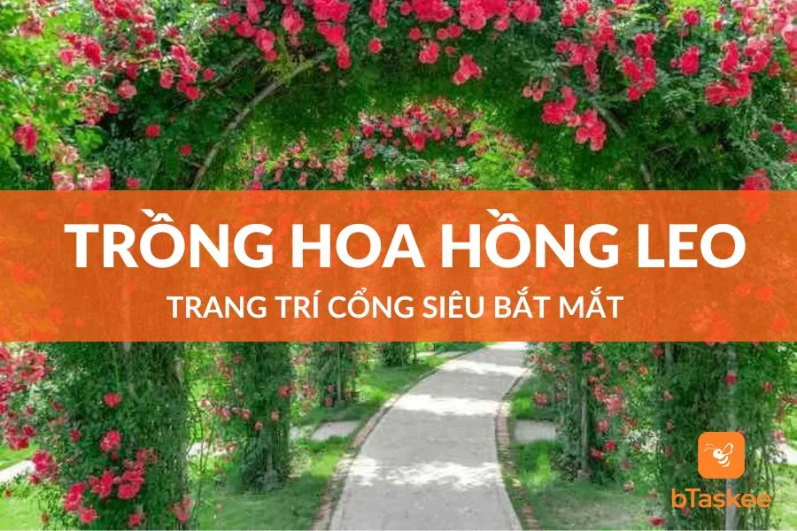 Cách Trồng Hoa Hồng Leo Trang Trí Cổng Siêu Bắt Mắt