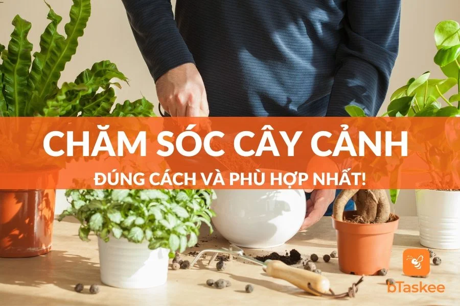 Cách Chăm Sóc Cây Cảnh Tại Nhà Đơn Giản, Cây Xanh Tốt