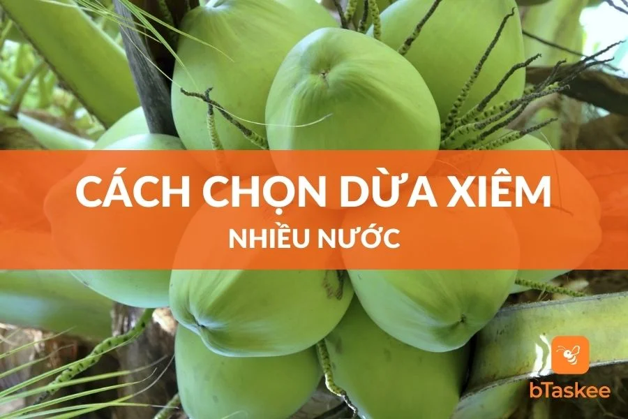 Cách Chọn Dừa Xiêm Ngon Ngọt Nhiều Nước