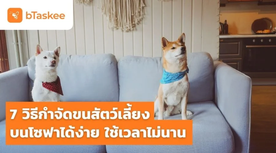 7 วิธี กำจัดขนสัตว์เลี้ยงบนโซฟา ได้ง่าย ใช้เวลาไม่นาน