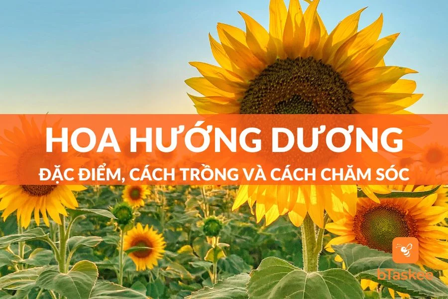 Hoa Hướng Dương: Đặc Điểm, Cách Trồng Và Cách Chăm Sóc Chuẩn
