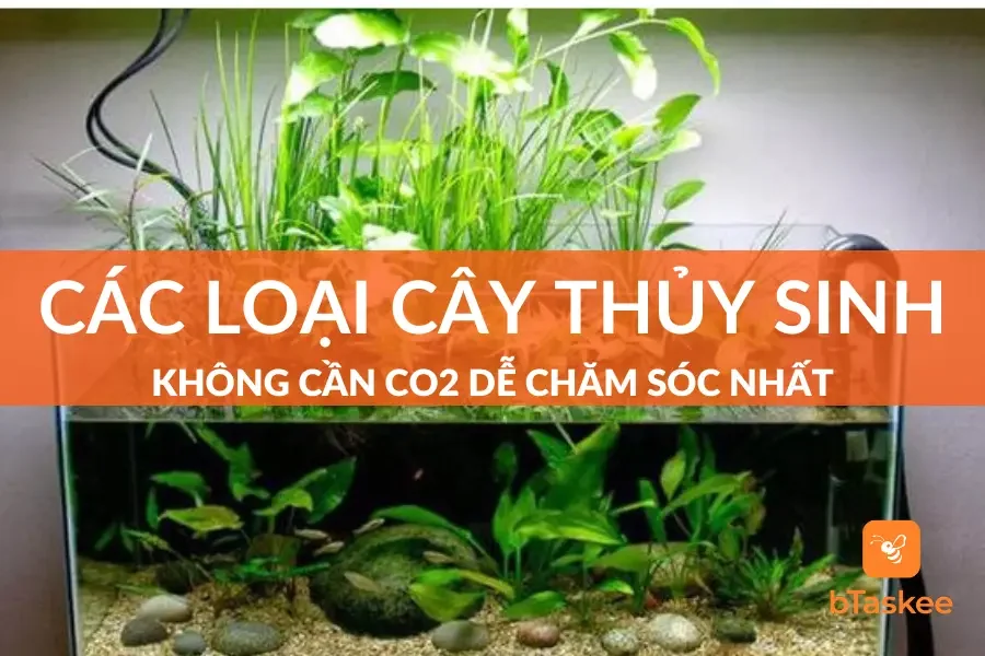 Các Loại Cây Thủy Sinh Không Cần CO2 Dễ Chăm Sóc Nhất