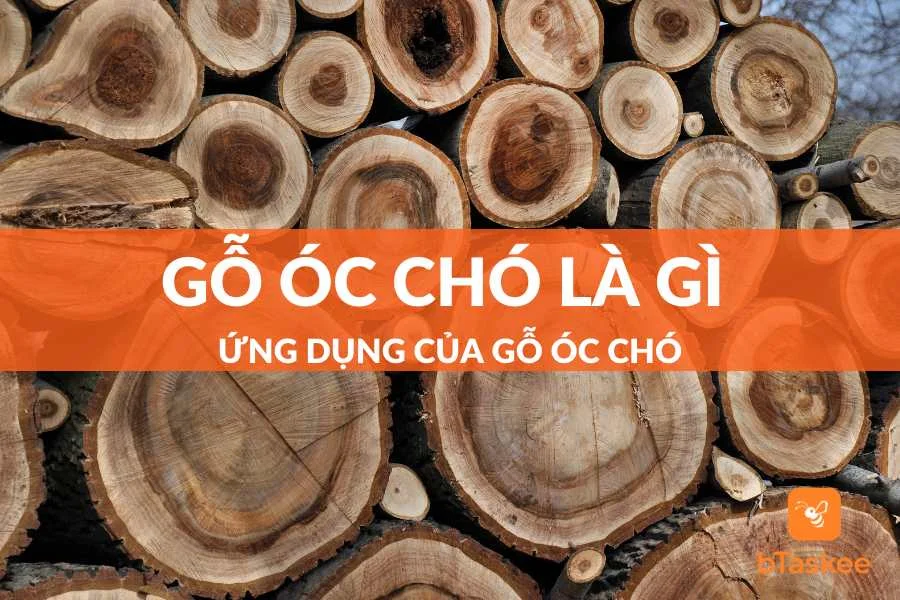 Gỗ Óc Chó Là Gì? Ứng Dụng Trong Thiết Kế Nội Thất Ra Sao?