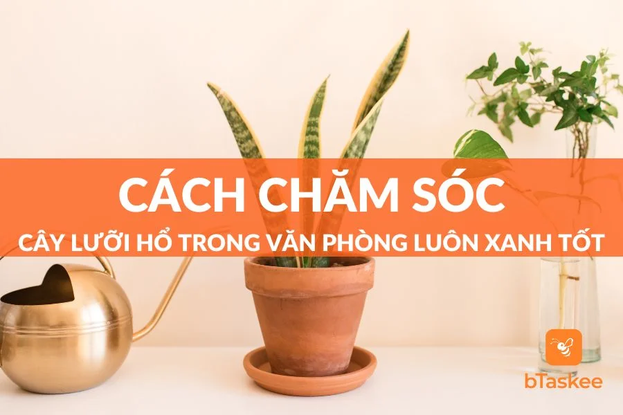 Cách Chăm Sóc Cây Lưỡi Hổ Trong Văn Phòng Luôn Xanh Tốt
