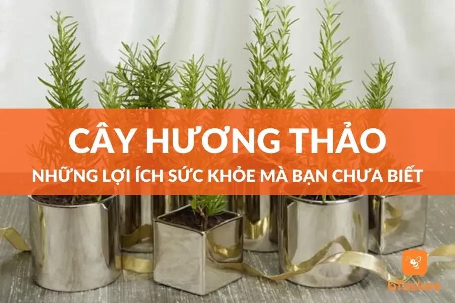 Cây Hương Thảo: Những Lợi Ích Sức Khỏe Mà Bạn Chưa Biết
