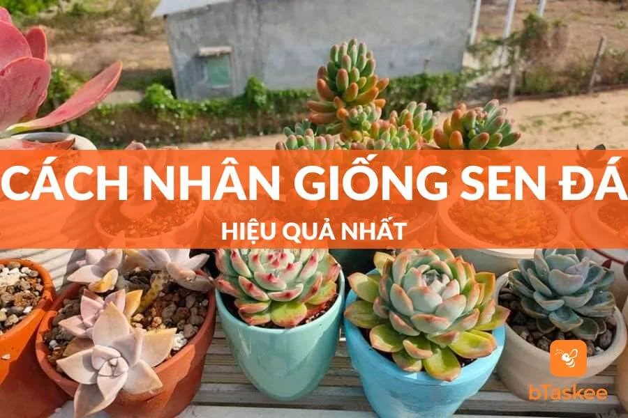 Cách Nhân Giống Sen Đá Hiệu Quả Và Ra Nhiều Cây Con