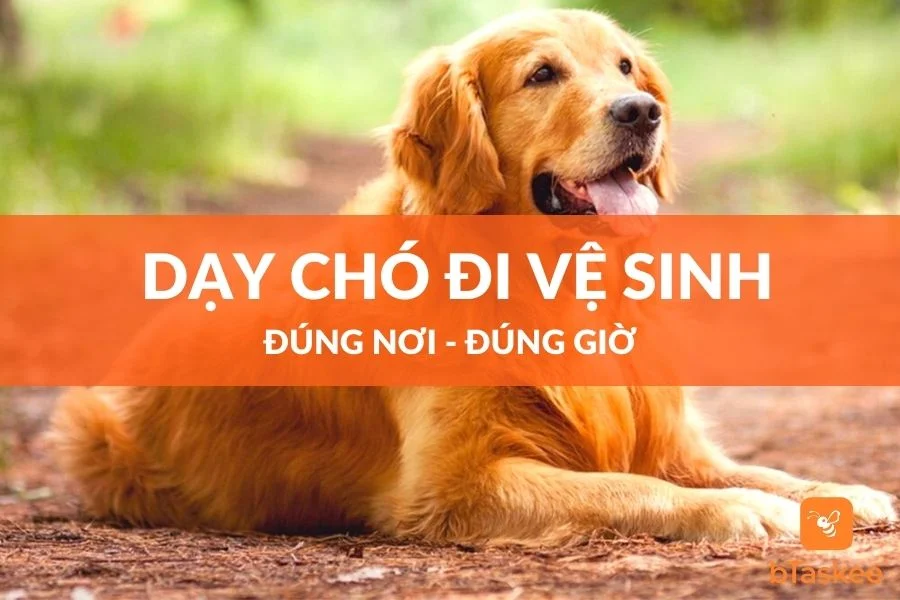 Cách Dạy Chó Đi Vệ Sinh Đúng Chỗ Thật Đơn Giản