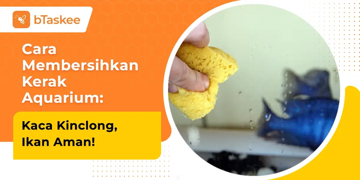 Cara Membersihkan Kerak Aquarium: Kaca Kinclong, Ikan Aman!