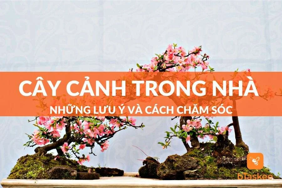 Các Loại Cây Cảnh Trong Nhà Đẹp Và Tốt Cho Sức Khỏe