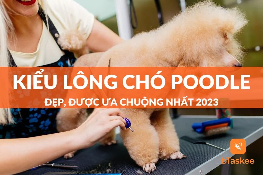 Các Kiểu Lông Chó Poodle Đẹp, Được Ưa Chuộng
