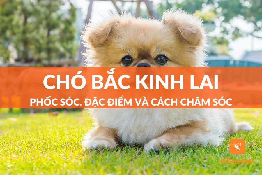 Chó Bắc Kinh Lai Phốc Sóc: Đặc Điểm Và Cách Chăm Sóc