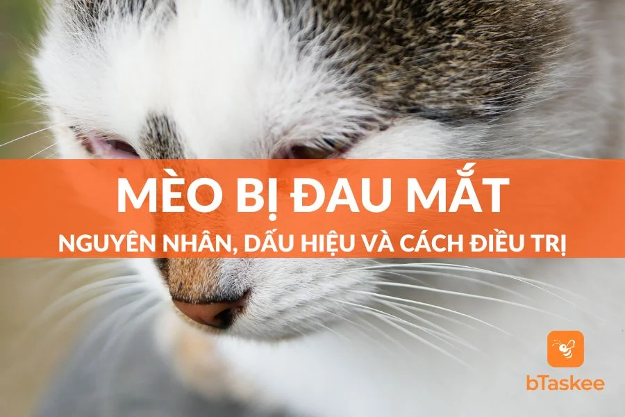 Mèo Bị Đau Mắt Phải Làm Sao? Dấu Hiệu Và Cách Điều Trị