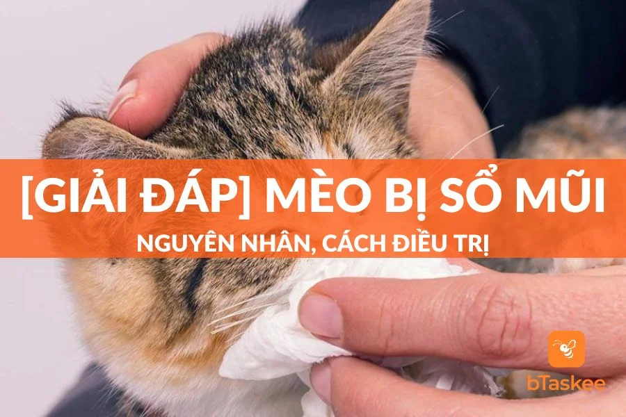 [Giải Đáp] Mèo Bị Sổ Mũi: Nguyên Nhân, Cách Điều Trị