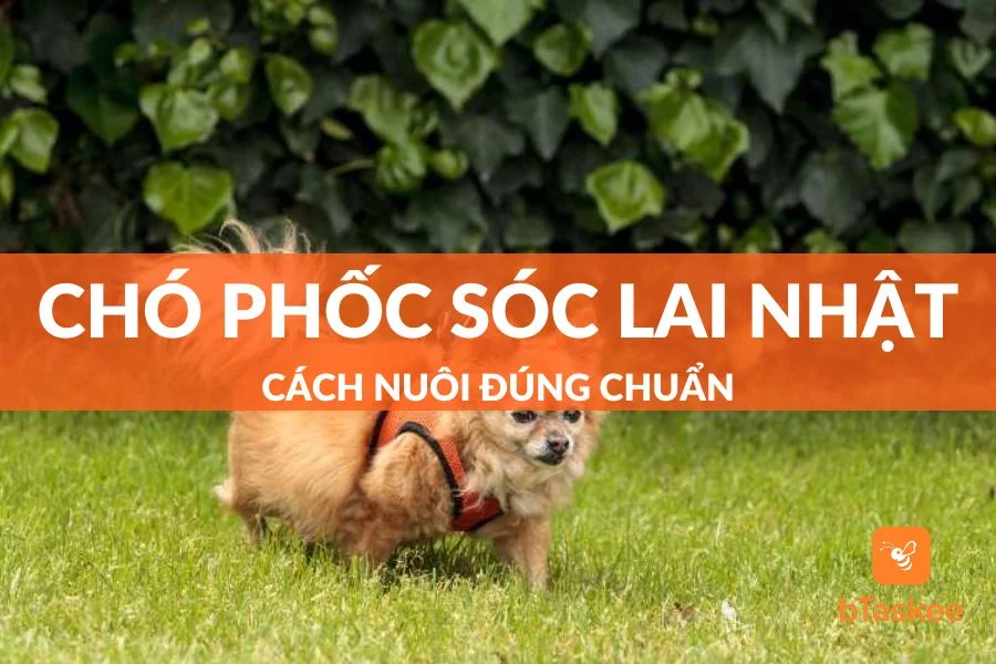 Cách Nuôi Chó Phốc Sóc Lai Nhật Đúng Chuẩn Chuyên Gia