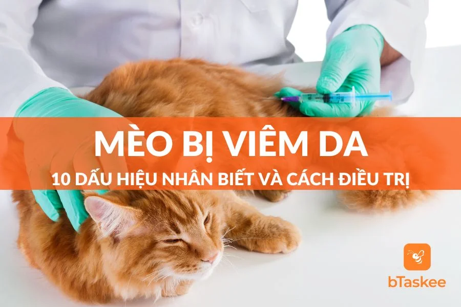 10 Dấu Hiệu Nhận Biết Mèo Bị Viêm Da Và Cách Điều Trị