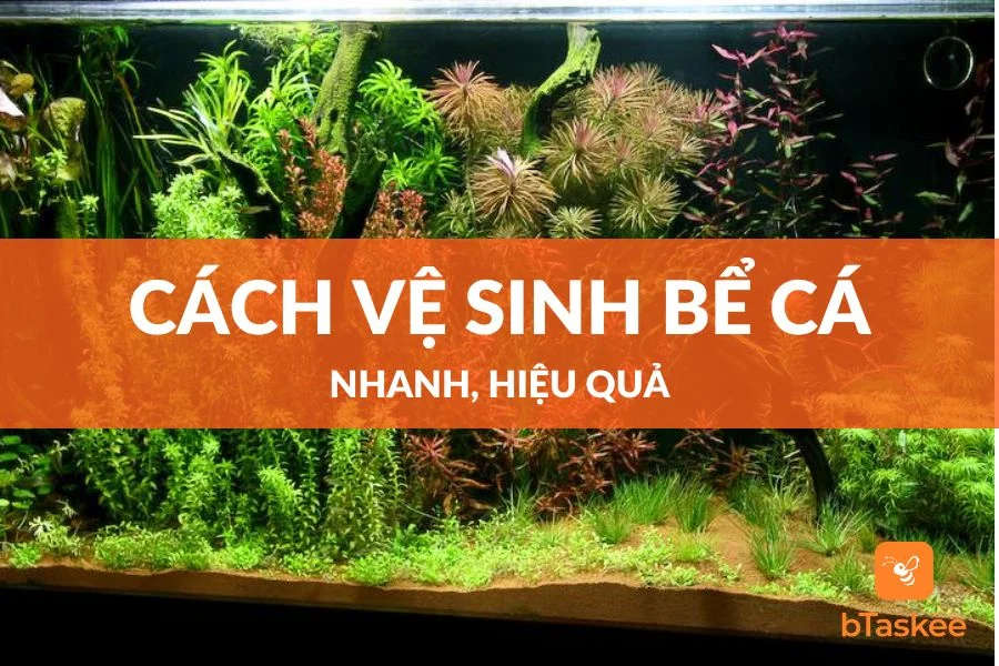 Cách Vệ Sinh Bể Cá Nhanh, Sạch Bong Kin Kít