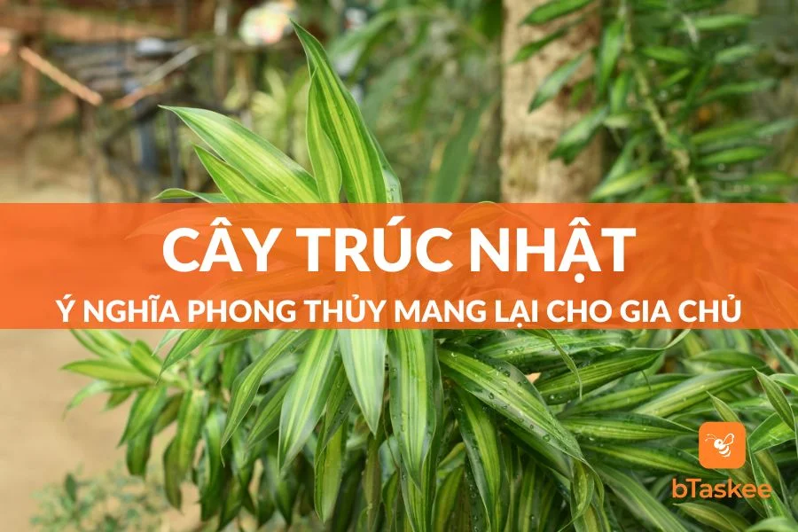Cây Trúc Nhật: Ý Nghĩa Phong Thủy Mang Lại Cho Gia Chủ