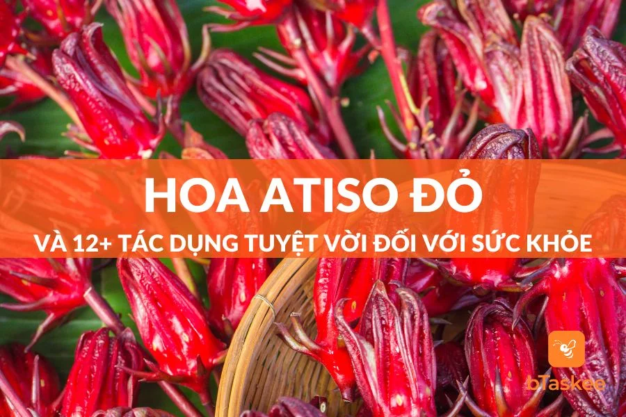 Hoa Atiso Đỏ Và 12+ Tác Dụng Tuyệt Vời Đối Với Sức Khỏe