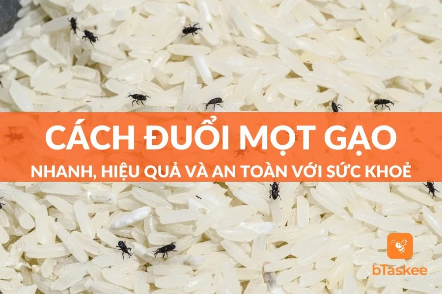 Cách Đuổi Mọt Gạo Hiệu Quả Và An Toàn Với Sức Khỏe