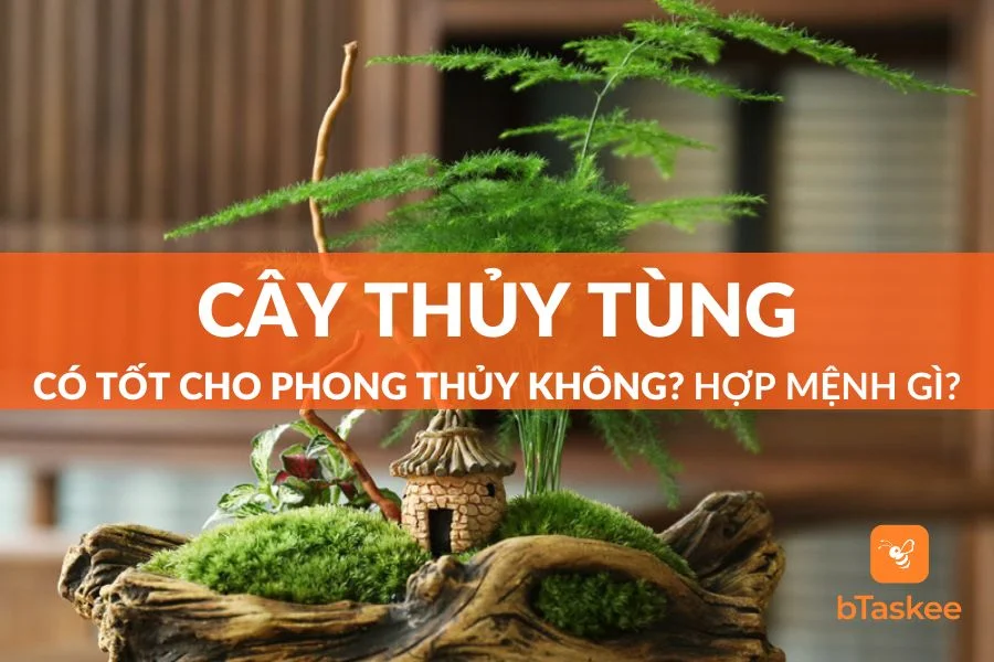 Cây Thủy Tùng Có Tốt Cho Phong Thủy Không? Hợp Mệnh Gì?