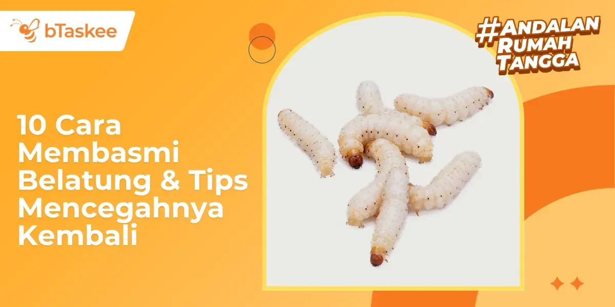 10 Cara Membasmi Belatung &amp; Tips Mencegahnya Kembali