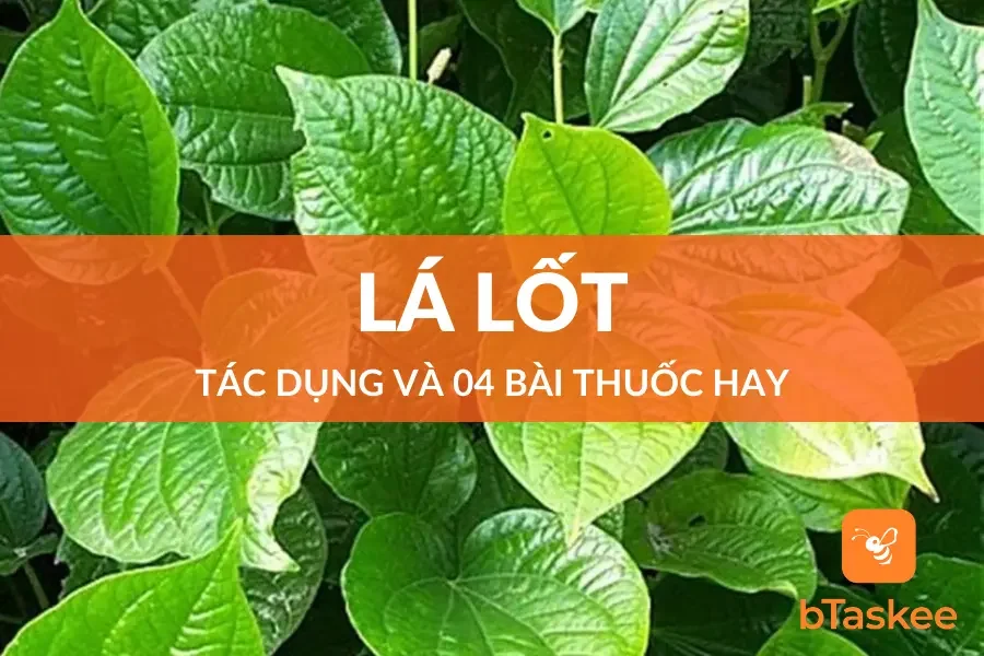 4 Tác Dụng Của Lá Lốt Và Những Lưu Ý Khi Sử Dụng