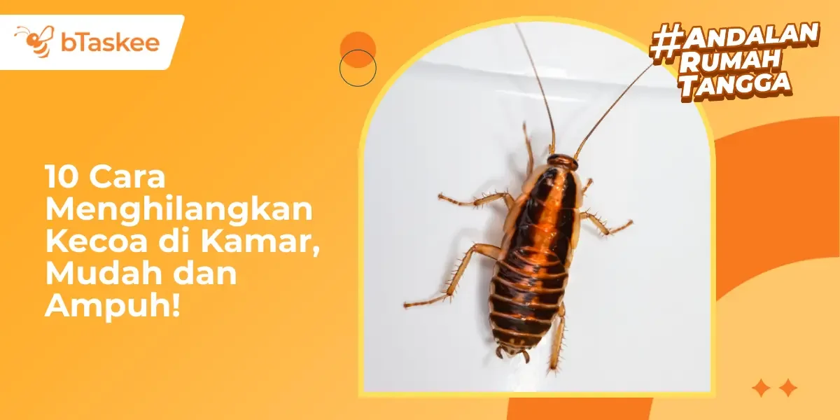 10 Cara Menghilangkan Kecoa di Kamar, Mudah dan Ampuh!