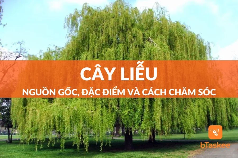 Cây Liễu: Nguồn Gốc, Ý Nghĩa, Đặc Điểm Và Cách Chăm Sóc