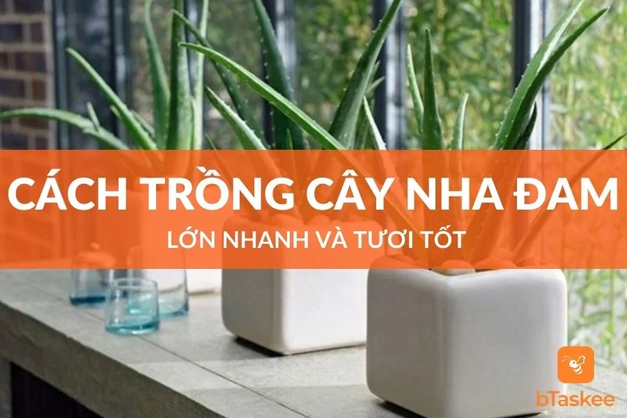 Cách Trồng Cây Nha Đam Lớn Nhanh Và Tươi Tốt