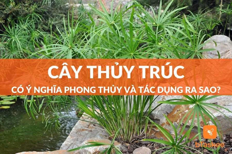 Cây Thủy Trúc Có Ý Nghĩa Phong Thủy Và Tác Dụng Gì?