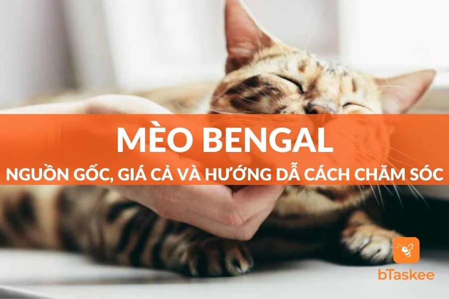 Mèo Bengal: Nguồn Gốc, Giá Cả Và Hướng Dẫn Cách Chăm Sóc
