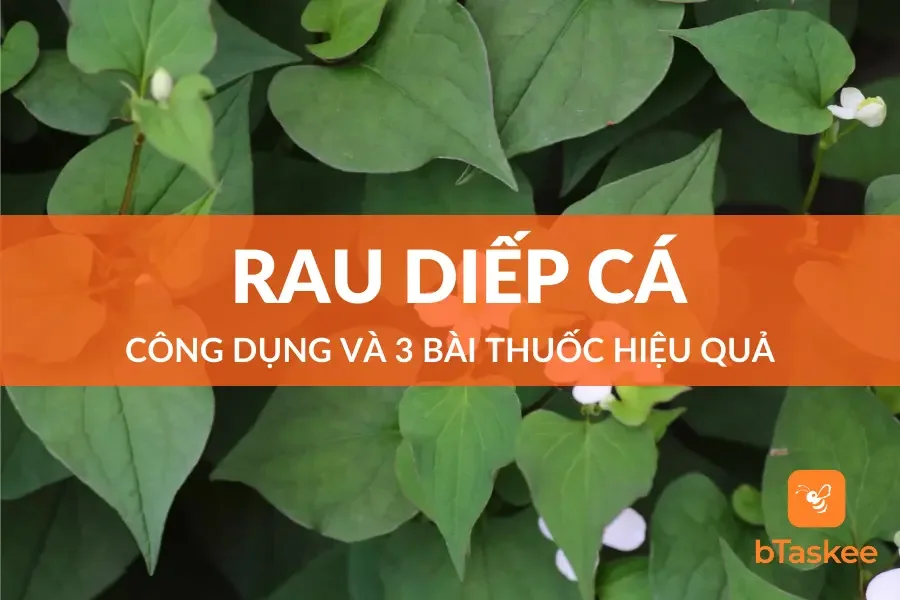 Rau Diếp Cá Có Tác Dụng Chữa Bệnh Gì Và 03 Bài Thuốc Hay