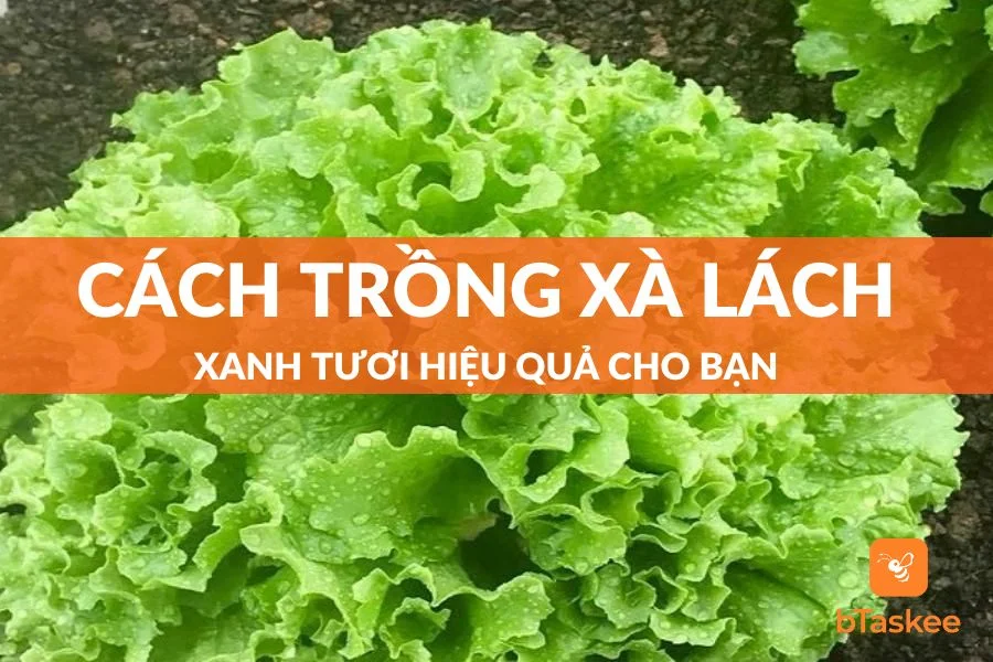 Cách Trồng Xà Lách Xanh Tươi Hiệu Quả Cho Bạn