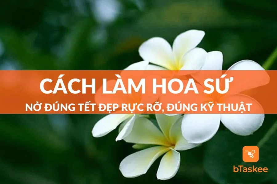 Hướng Dẫn Cách Làm Hoa Sứ Nở Đúng Tết Đẹp Rực Rỡ, Đúng Kỹ Thuật, Chuẩn Thợ Vườn