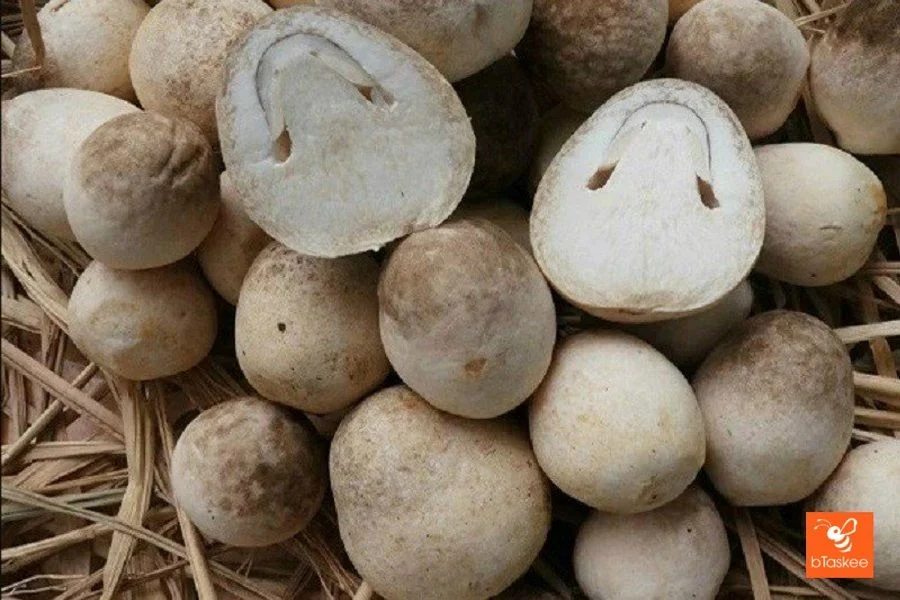 Cách Bảo Quản Nấm Rơm Tươi Lâu Trong Nhiều Ngày